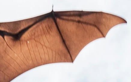 When You Wish To Fly
